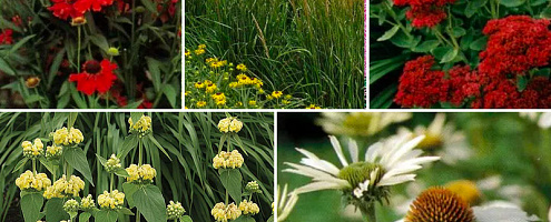 borderpakket prairy hoge mix