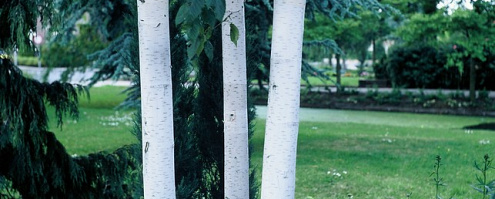 betula utilis doorenbos 2 