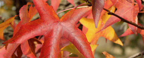 liquidambar