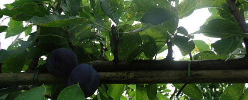 prunus domestica opal lage leivorm 