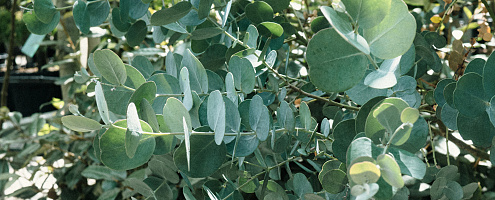 grijsblad 8