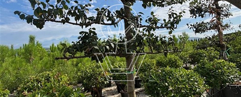 421337 prdrcoul 2025 08 01 tag10 perceel volle grond c9a3dd8193cced2d9fb7e241752f3687