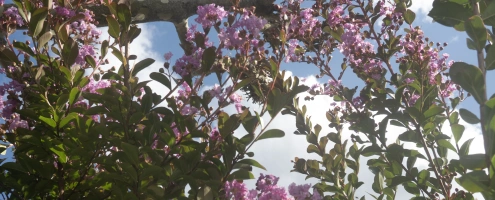 lagerstroemia