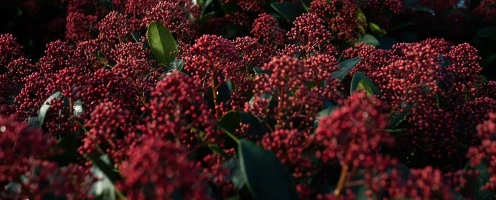 skimmia