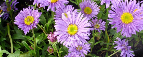 71408 asalpinu 2021 08 09 tag9 close up c575d00bfd6f109b611716f8f0ca50ba