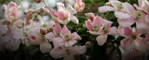 clematis