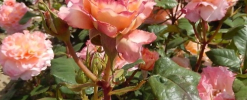 nostalgische roos augusta luise