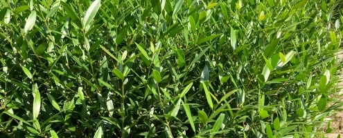 phillyrea angustifolia