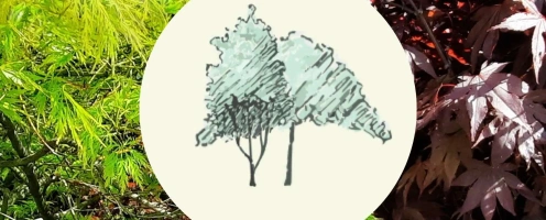 japanse esdoorn copy