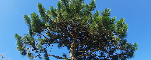 naaldbomen aangepast