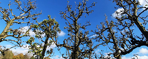 oude fruitbomen met knotvorm