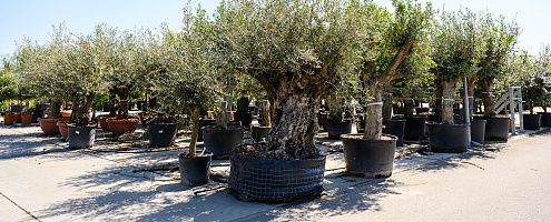 dsc 0375 lilian fotografie planta de bilt fotoshoot 2022 04 28