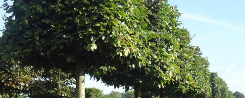 fagus sylvatica  25 30 (medium)