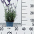 Pot 13 cm