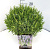 Pot 10 liter