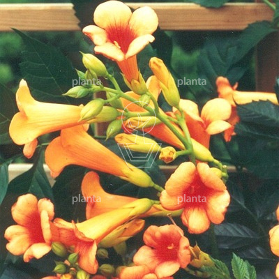 Campsis tagliabuana 'Indian Summer'