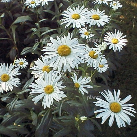Leucanthemum (S) 'Alaska'
