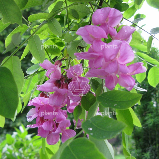 Robinia margaretta 'Casque Rouge'