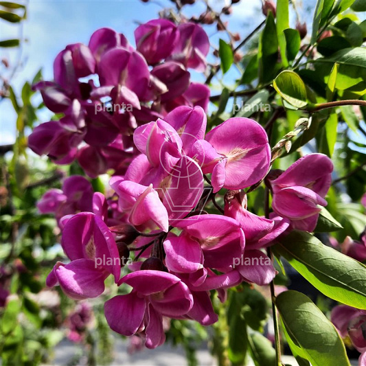Robinia margaretta 'Casque Rouge'