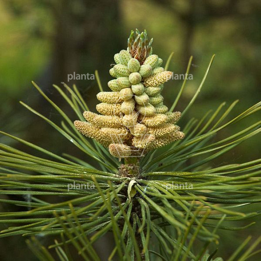 hoogstamboom, stamomtrek 18-20 cm, draadkluit