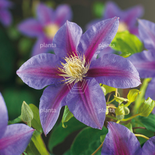 Clematis 'Barbara Jackman'