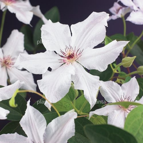 Clematis 'Snow Queen'