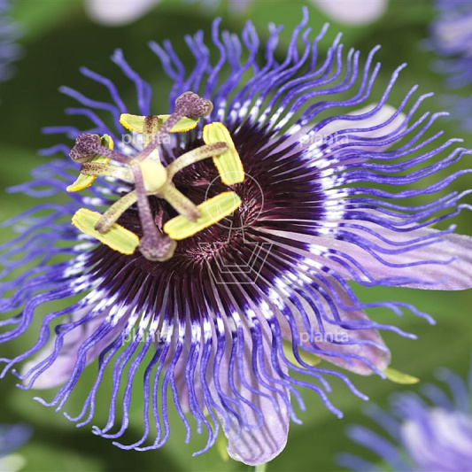 Passiflora 'Purple Rain'