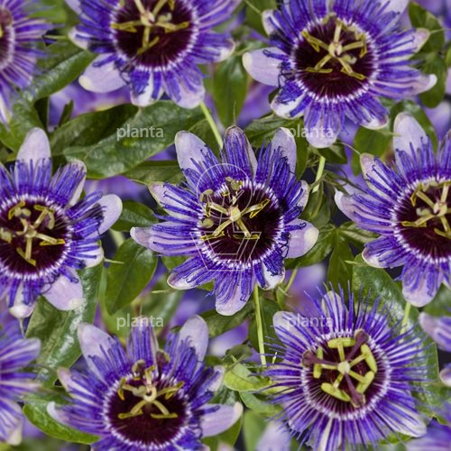Passiflora 'Purple Rain'