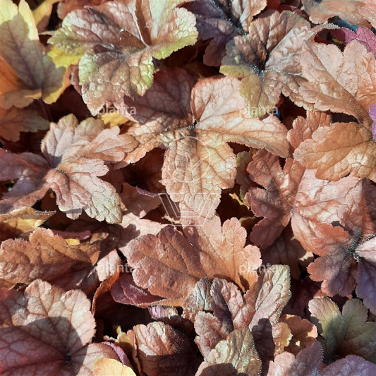 Heuchera 'Boysenberry'