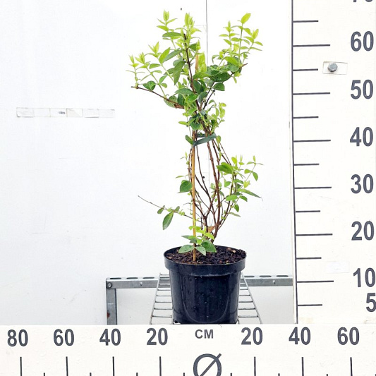 40 tot 50 cm hoog, pot 3 liter