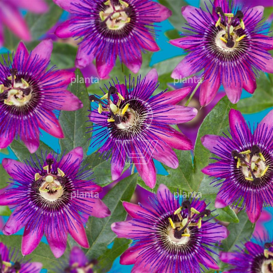 50 tot 60 cm hoog, pot 2 liter