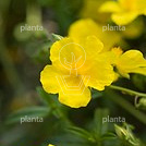 Helianthemum 'Golden Queen'