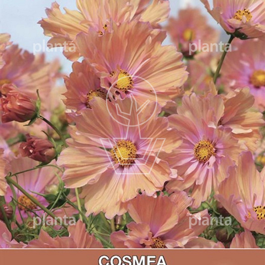 Cosmos Bipinnatus Apricotta
