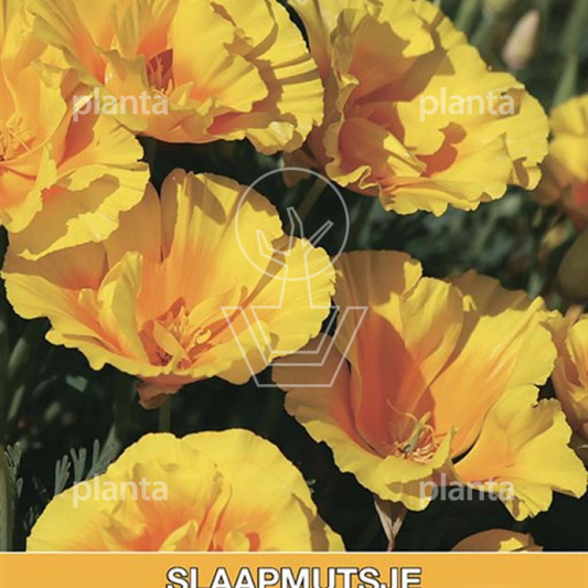 Eschscholzia Californica Yukon Gold