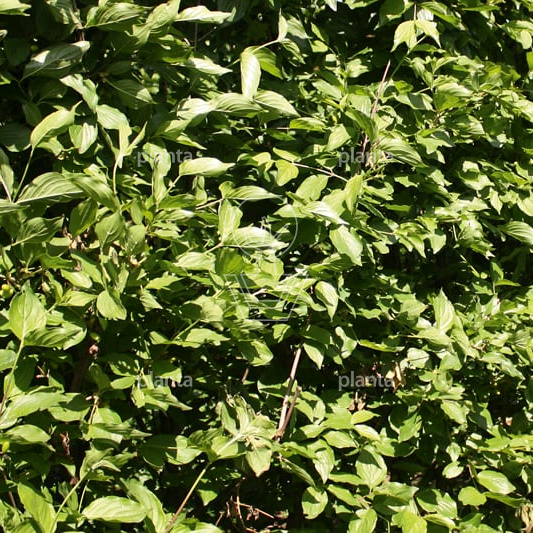 Quick Hedge Haagelement 100cm lang x 200cm hoog