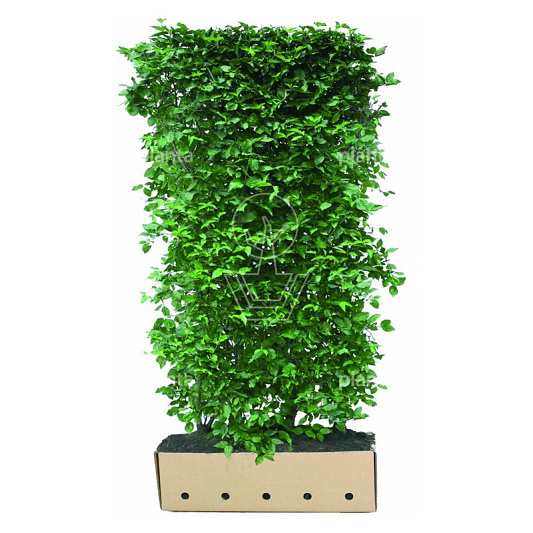 Quick Hedge Haagelement 100cm lang x 200cm hoog