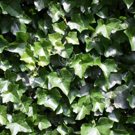 Quick Hedge Haagelement 100cm lang x 180cm hoog