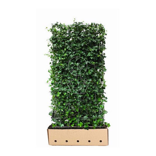 Quick Hedge Haagelement 100cm lang x 180cm hoog