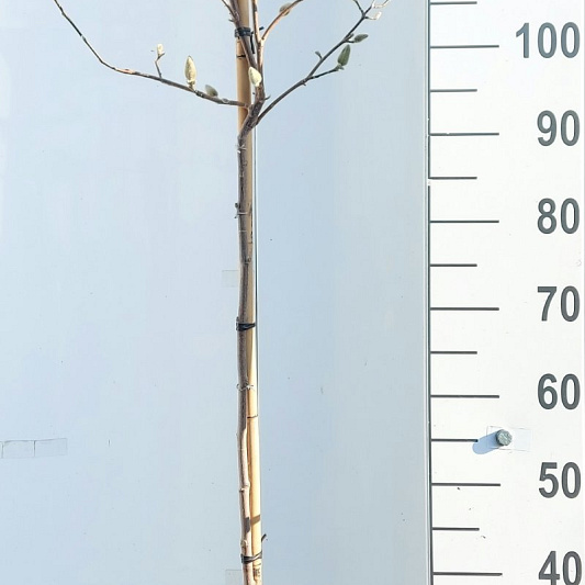 stam 80 cm hoog, in pot