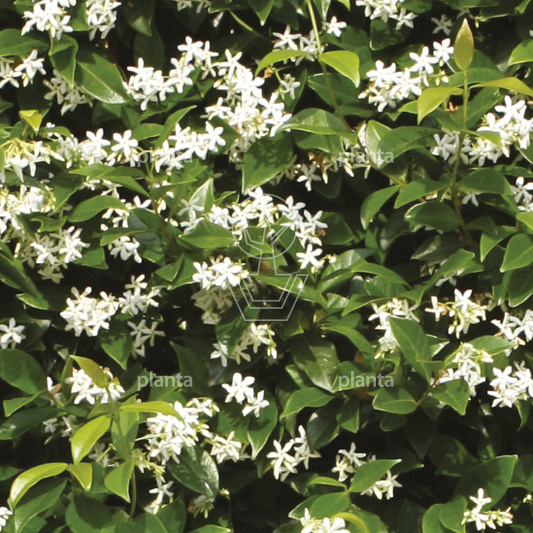 Quick Hedge Haagelement 100cm lang x 180cm hoog