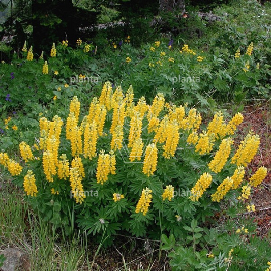 Lupinus 'Gallery Yellow'