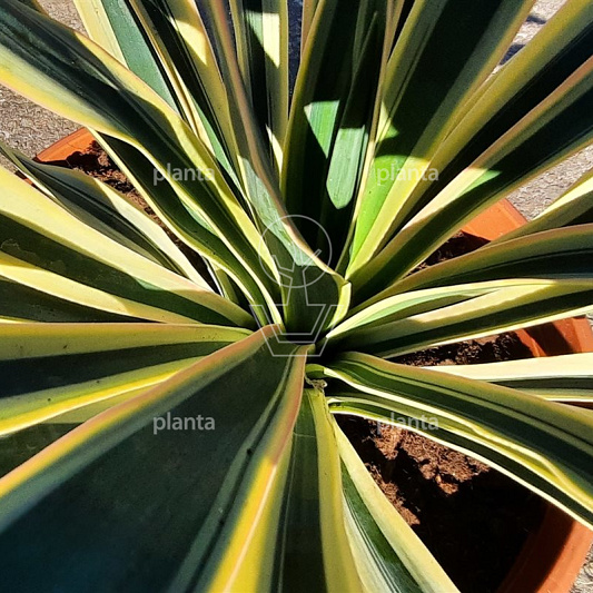 Yucca gloriosa 'Variegata'