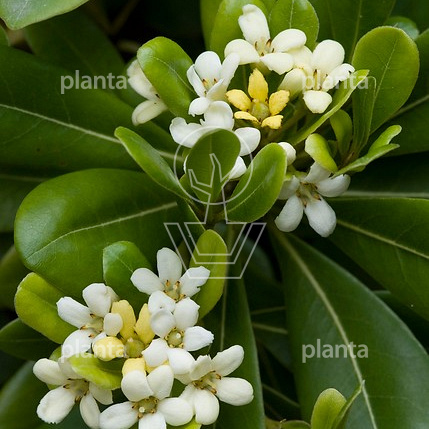 Pittosporum tobira 'Nanum'