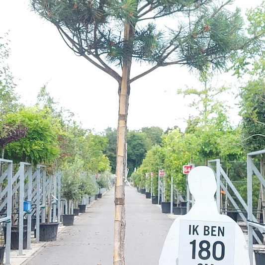 hoogstamboom, stamomtrek 18-20 cm, in pot