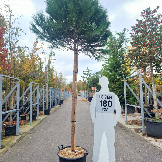 hoogstamboom, stamomtrek 16-18 cm, in pot