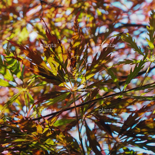Acer palmatum 'Fire Cracker' 