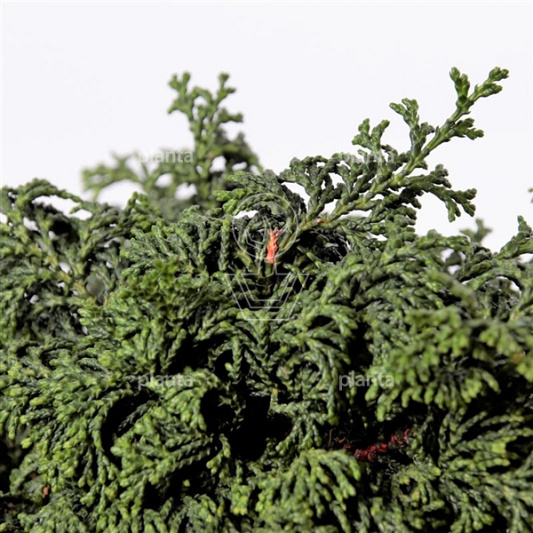 Chamaecyparis obtusa 'Maureen'