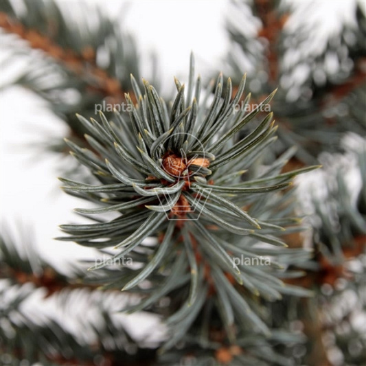 Picea pungens 'Karpaten' (pbr)