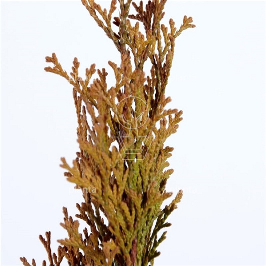 Thuja occidentalis 'Golden Smaragd'
