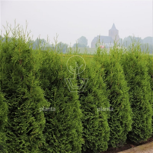 Thuja occidentalis 'King of Brabant' (pbr)
